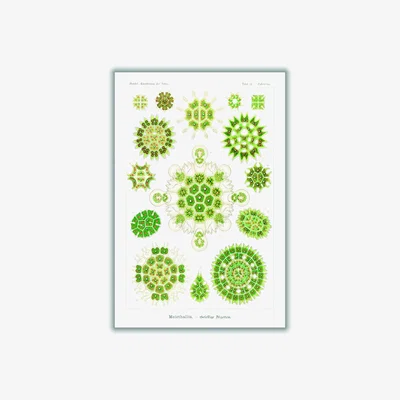 Wolf & Badger Green Melethallia-Gesellige Algetten By Ernst Haeckel A2 420 X 594Mm Stanley Print House
