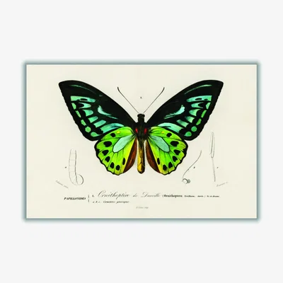 Wolf & Badger Green Birdwing Large Stanley Print House
