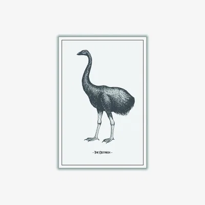 Wolf & Badger Grey The Ostrich A3 297 X 420Mm Stanley Print House