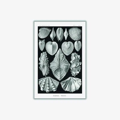Wolf & Badger Grey Acephala-Muscheln By Ernst Haeckel Medium Stanley Print House