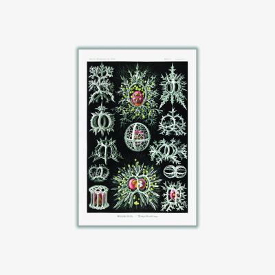 Wolf & Badger Grey Stephoidea-Ringelstrahlinge By Ernst Haeckel A2 420 X 594Mm Stanley Print House