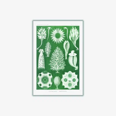 Wolf & Badger Green Calcispongiae-Kalkschwämme By Ernst Haeckel A3 297 X 420Mm Stanley Print House