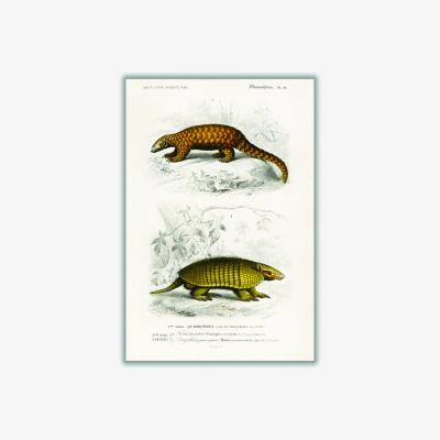 Wolf & Badger Yellow Armadillo And Indian Pangolin A4 210 X 297Mm Stanley Print House