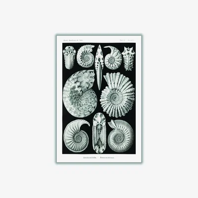 Wolf & Badger Grey Ammonitida-Ammonshörner By Ernst Haeckel A4 210 X 297Mm Stanley Print House