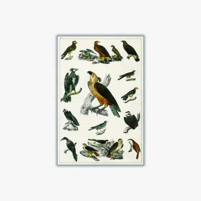 Wolf & Badger Brown Collection Of Birds Vi Print Small Stanley Print House