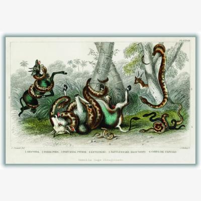 Wolf & Badger Neutrals Various Snakes Xxs Stanley Print House