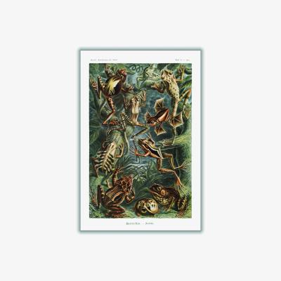 Wolf & Badger Gold Batrachia-Frösche By Ernst Haeckel A1 594 X 841Mm Stanley Print House