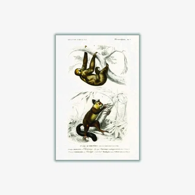 Wolf & Badger Brown Three-Toed Sloth & Aye-Aye A2 420 X 594Mm Stanley Print House