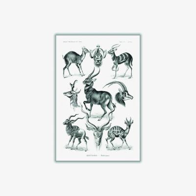 Wolf & Badger Black Antilopina-Antilopen By Ernst Haeckel Extra Small Stanley Print House