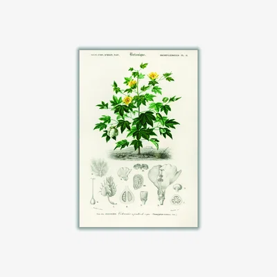 Wolf & Badger Green Sea Island Cotton A4 210 X 297Mm Stanley Print House