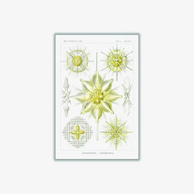 Wolf & Badger Yellow / Orange Acanthometra-Stachelstrahlinge By Ernst Haeckel A1 594 X 841Mm Stanley Print House