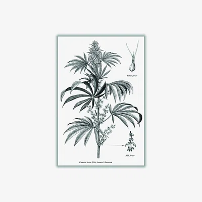 Wolf & Badger Neutrals Cannabis Sativa Botanical Illustration A3 297 X 420Mm Stanley Print House