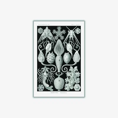 Wolf & Badger Grey Amphoridea-Urnensterne By Ernst Haeckel Extra Large Stanley Print House