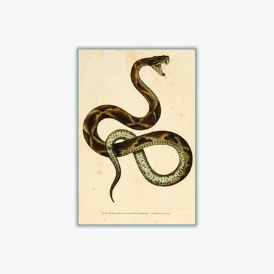 Wolf & Badger Brown Vintage Snake Medium Stanley Print House