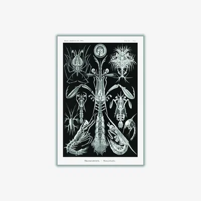 Wolf & Badger Grey Thoracostraca-Panzerkrebse By Ernst Haeckel Extra Small Stanley Print House