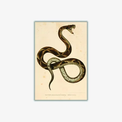 Wolf & Badger Brown Vintage Snake Extra Small Stanley Print House