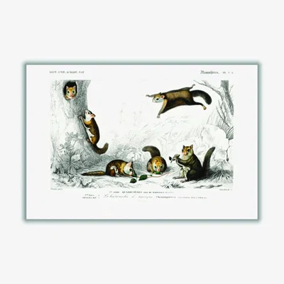 Wolf & Badger Brown Glaucomys Sabrinus Extra Small Stanley Print House