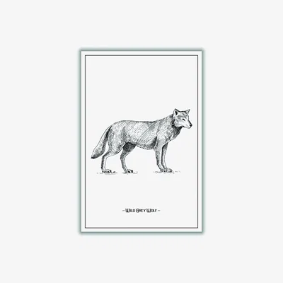 Wolf & Badger Wild Grey Wolf A3 297 X 420Mm Stanley Print House