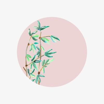Wolf & Badger Neutrals Circle Wall Sticker Bamboo Pink Catchii
