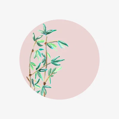 Wolf & Badger Neutrals Circle Wall Sticker Bamboo Pink Catchii