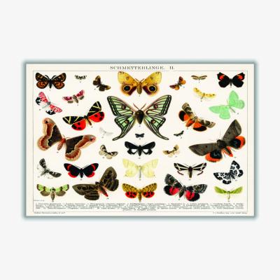 Wolf & Badger Antique Butterfly And Moth Lithograph A2 420 X 594Mm Stanley Print House