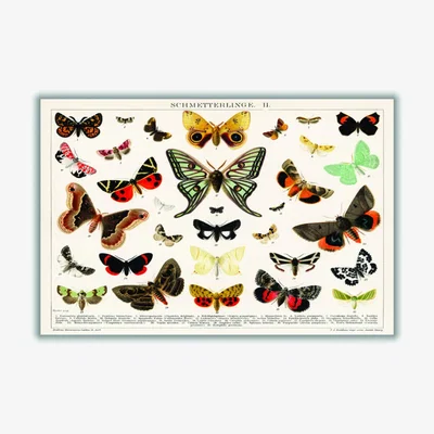 Wolf & Badger Antique Butterfly And Moth Lithograph A2 420 X 594Mm Stanley Print House