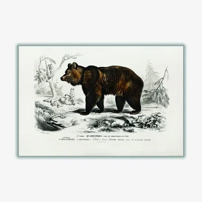 Wolf & Badger Brown Bear A4 210 X 297Mm Stanley Print House