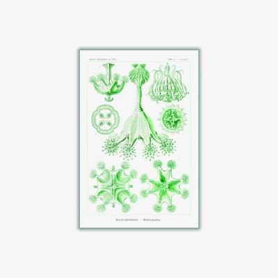 Wolf & Badger Green Stauromedusae-Becherquallen By Ernst Haeckel A2 420 X 594Mm Stanley Print House