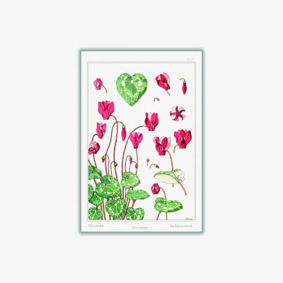 Wolf & Badger Cyclamen From La Plante Print By Maurice Pillard Verneuil A4 210 X 297Mm Stanley Print House