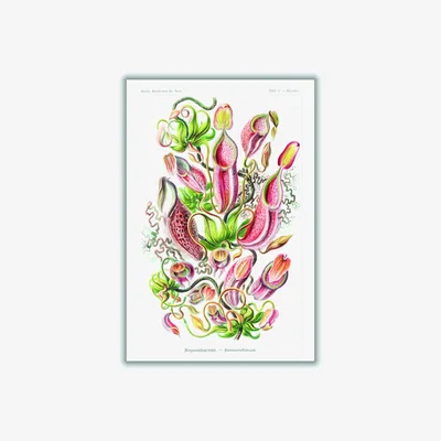 Wolf & Badger Yellow / Orange Nepenthaceae-Kannenpflanzen By Ernst Haeckel A3 297 X 420Mm Stanley Print House