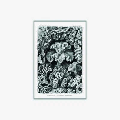 Wolf & Badger Grey Hexacoralla-Sechsstrahlige Sternkorallen Ii By Ernst Haeckel Extra Large Stanley Print House
