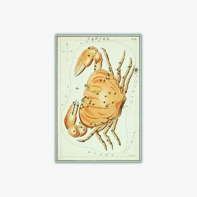 Wolf & Badger Yellow / Orange Astronomical Chart Illustration Of The Zodiac Cancer Small Stanley Print House