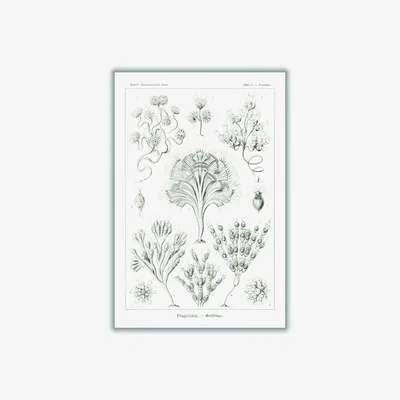 Wolf & Badger Grey Flagellata-Geiklinge By Ernst Haeckel Extra Small Stanley Print House