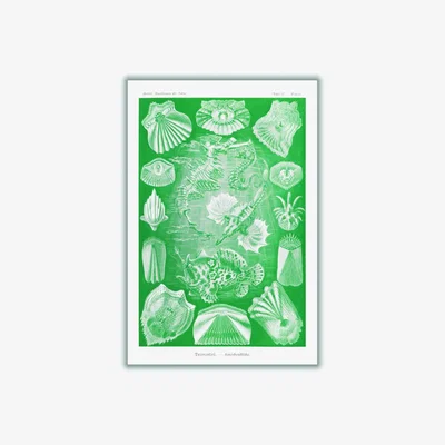 Wolf & Badger Green Teleostei-Knochenfische By Ernst Haeckel A3 297 X 420Mm Stanley Print House