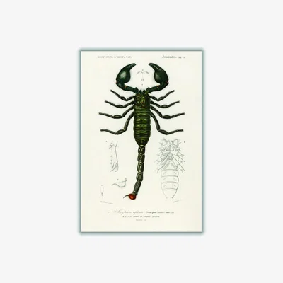 Wolf & Badger Black The Emperor Scorpion A4 210 X 297Mm Stanley Print House