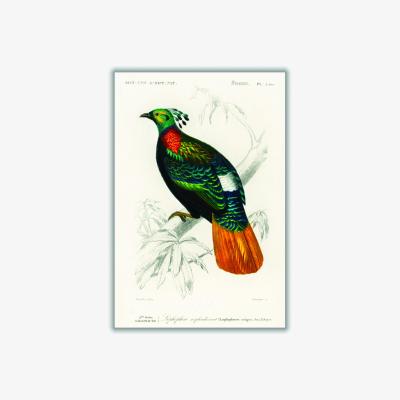 Wolf & Badger Himalayan Monal Multicolour Print By Mulby Charles Dessalines D'orbigny A1 594 X 841Mm Stanley Print House