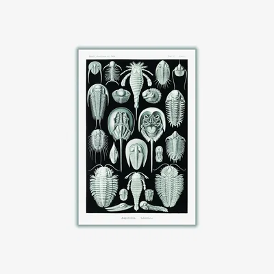 Wolf & Badger Grey Aspidonia-Schildtiere By Ernst Haeckel A4 210 X 297Mm Stanley Print House