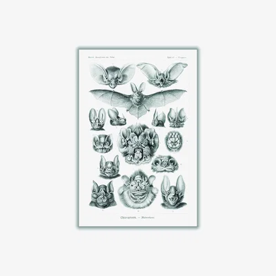 Wolf & Badger Grey Chiroptera-Fledertiere By Ernst Haeckel Extra Large Stanley Print House
