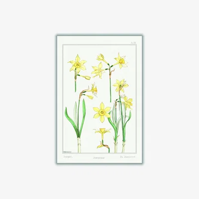 Wolf & Badger Yellow / Orange Jonquille Ii Print By Maurice Pillard Verneuil A3 297 X 420Mm Stanley Print House