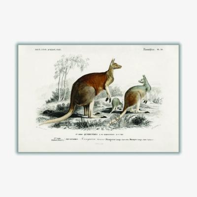 Wolf & Badger The Red Kangaroo - Brown A4 210 X 297Mm Stanley Print House