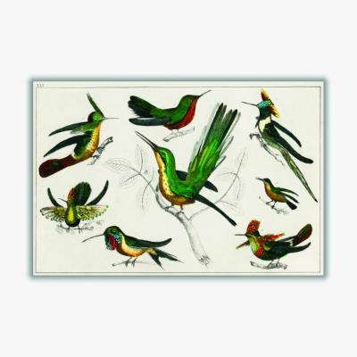 Wolf & Badger Collection Of Birds Xxs Stanley Print House