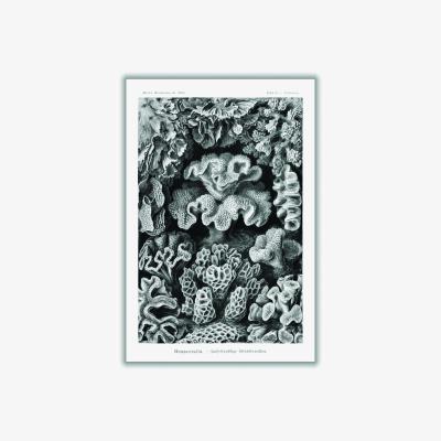 Wolf & Badger Grey Hexacoralla-Sechsstrahlige Sternkorallen Ii By Ernst Haeckel A4 210 X 297Mm Stanley Print House