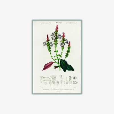 Wolf & Badger Strobilanthes Sabiniana A1 594 X 841Mm Stanley Print House
