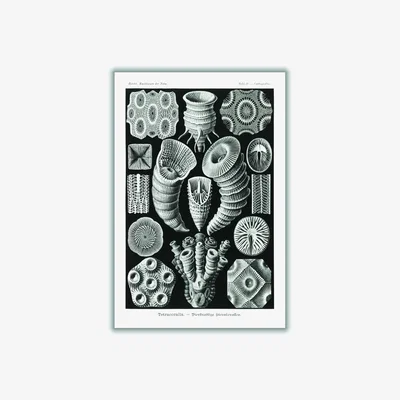 Wolf & Badger Grey Tetracoralla-Bierstrahlige Sternkorallen By Ernst Haeckel Medium Stanley Print House