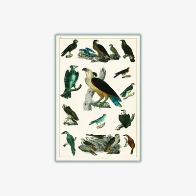 Wolf & Badger Various Type Of Birds A1 594 X 841Mm Stanley Print House