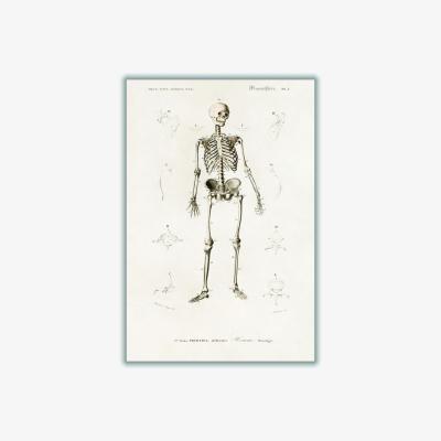Wolf & Badger Neutrals Human Skeleton Illustration Print Extra Small Stanley Print House
