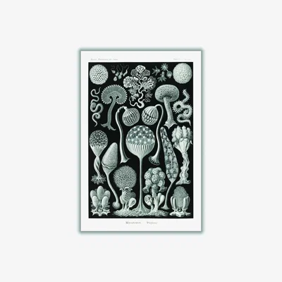 Wolf & Badger Grey Mycetozoa-Pilztiere By Ernst Haeckel A4 210 X 297Mm Stanley Print House