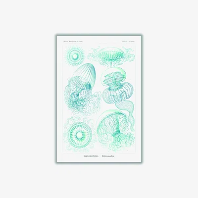 Wolf & Badger Blue Leptomedusae-Faltenquallen By Ernst Haeckel A3 297 X 420Mm Stanley Print House