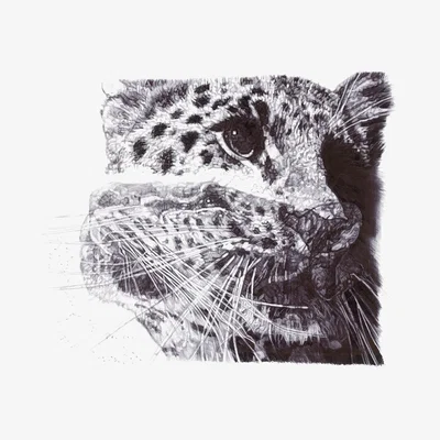 Wolf & Badger Black Our Loss Limited Edition Print Jane Lee Mccracken