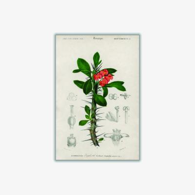 Wolf & Badger Euphorbia Splendens Large Stanley Print House